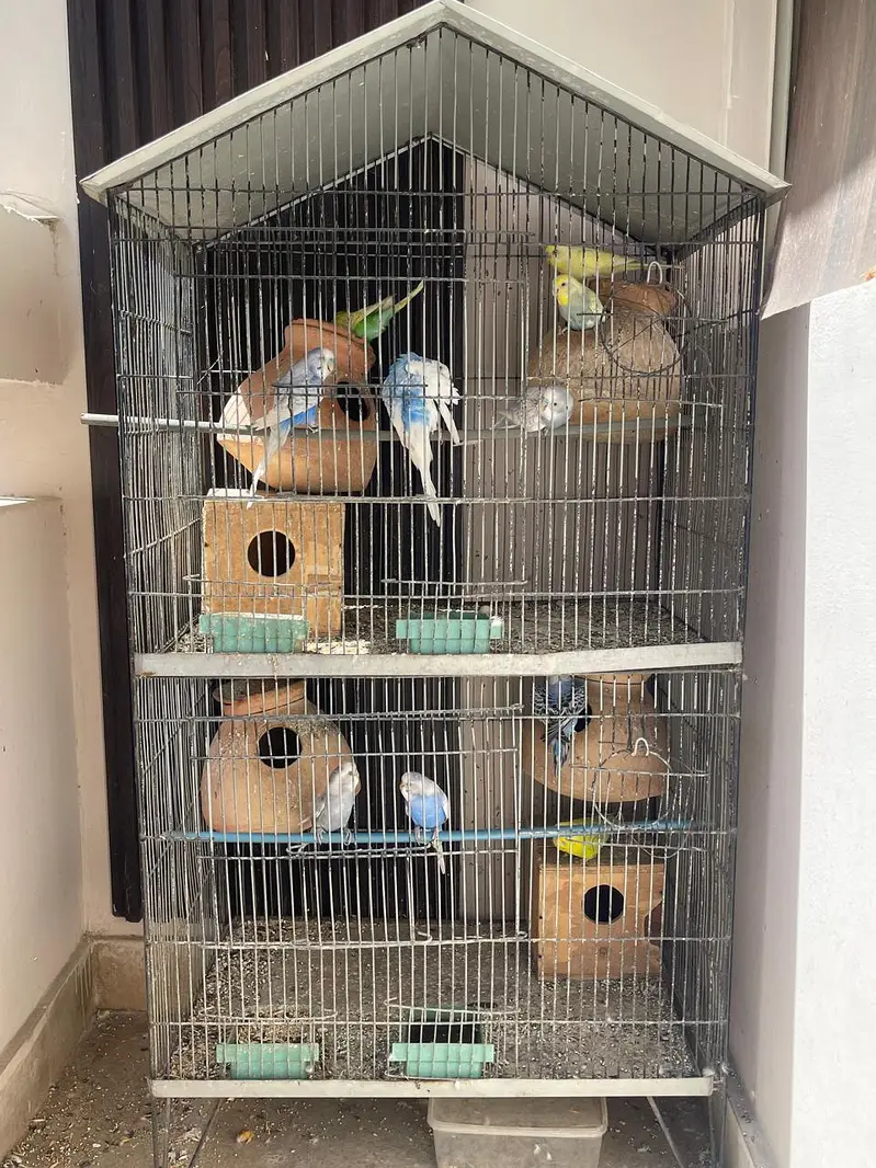 Parrots for sale with cage — photo 5