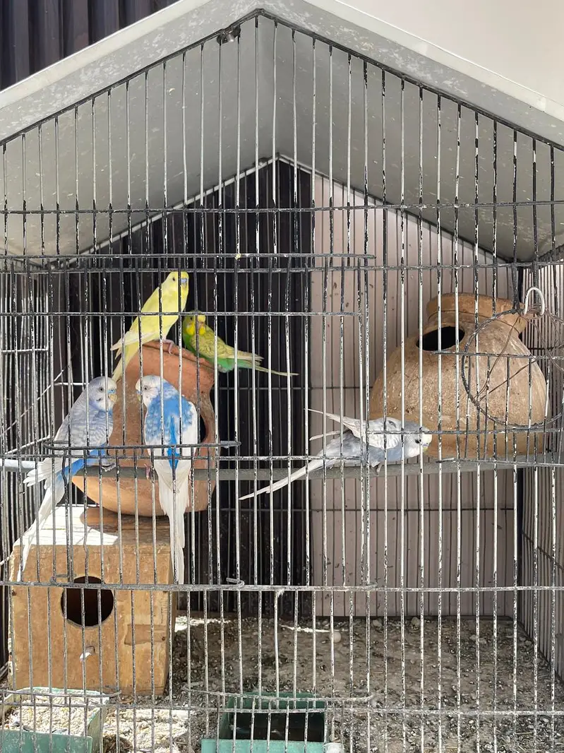Parrots for sale with cage — photo 6