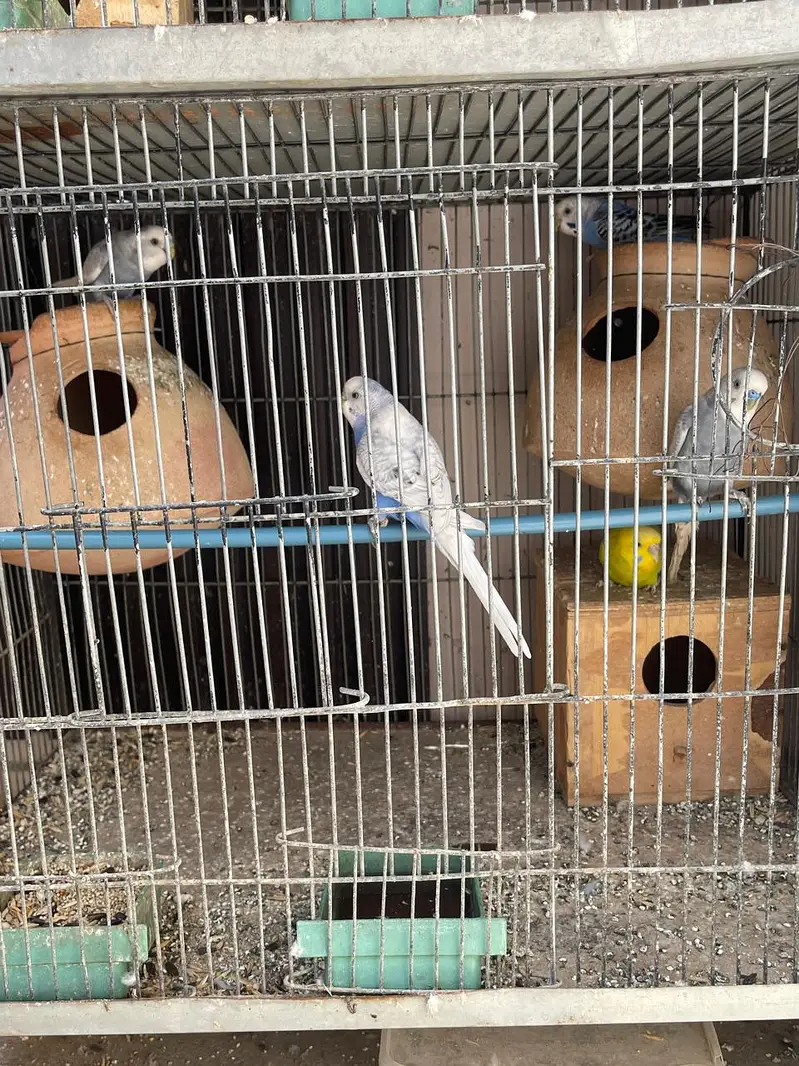 Parrots for sale with cage — photo 7