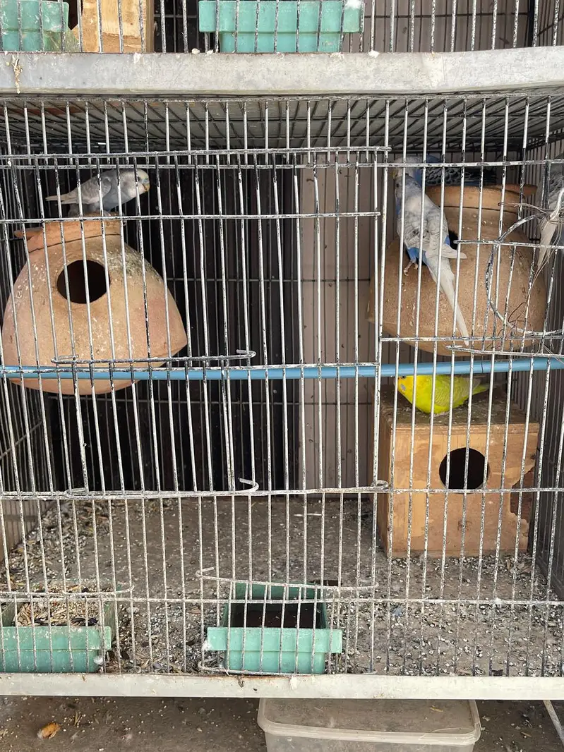 Parrots for sale with cage — photo 8