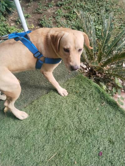 pure breed British Labrador