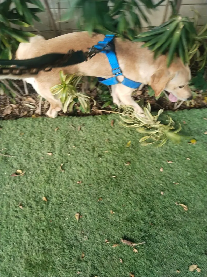 pure breed British Labrador — photo 2