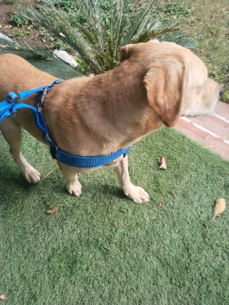 pure breed British Labrador — photo 4