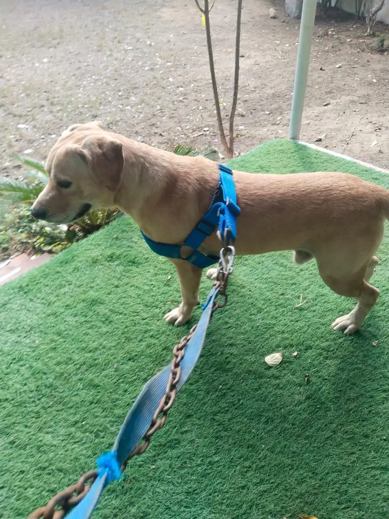 pure breed British Labrador — photo 5