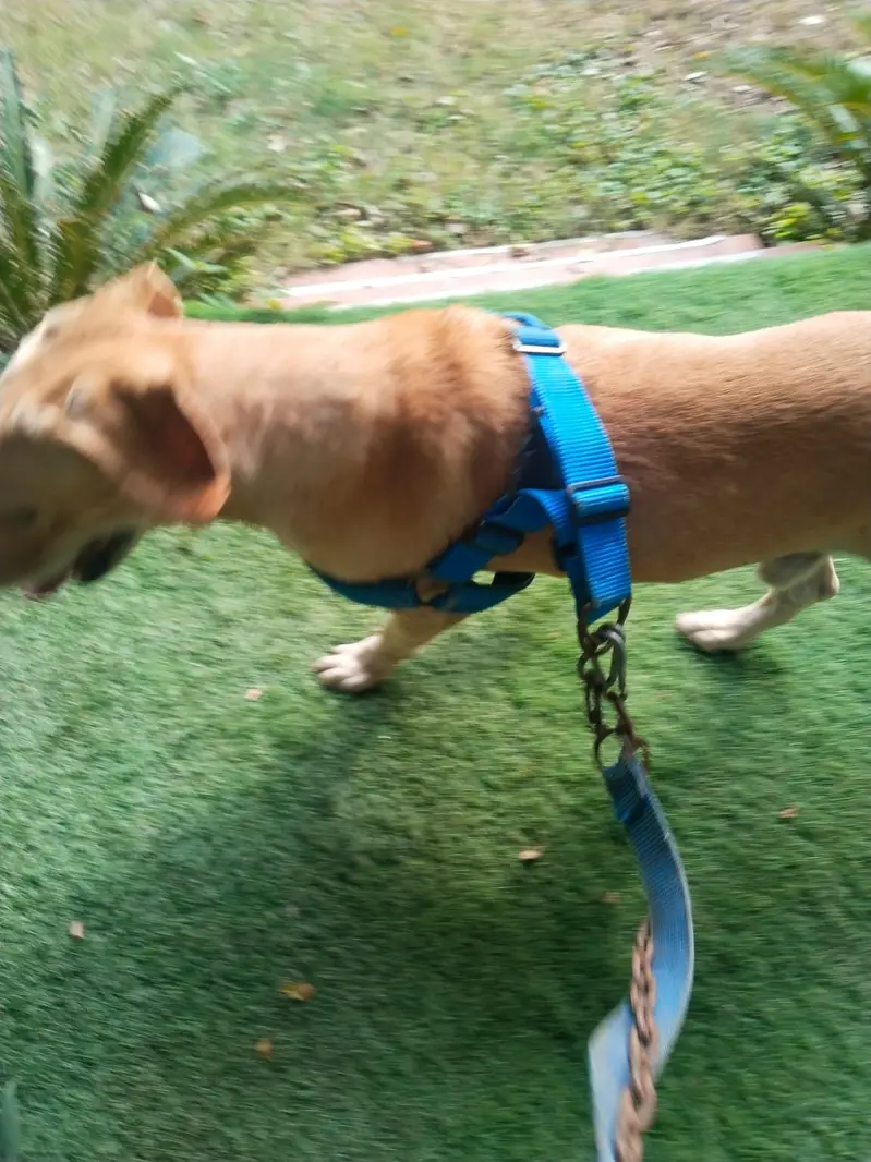 pure breed British Labrador — photo 6