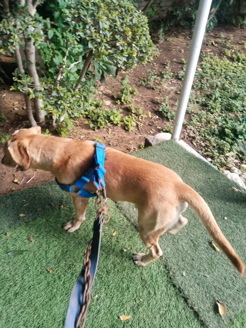 pure breed British Labrador — photo 8