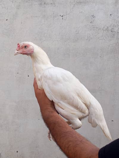 high quality white breeder female for sale