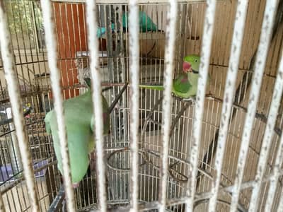 RAW PARROT PAIR READY TO BREED