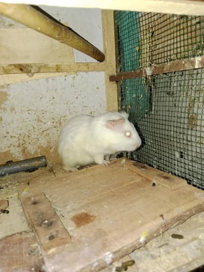 Albino Red Eyes Guinea Pig