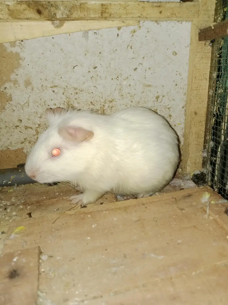Albino Red Eyes Guinea Pig — photo 2