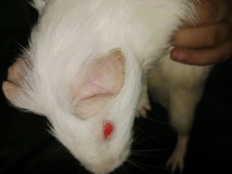Albino Red Eyes Guinea Pig — photo 3