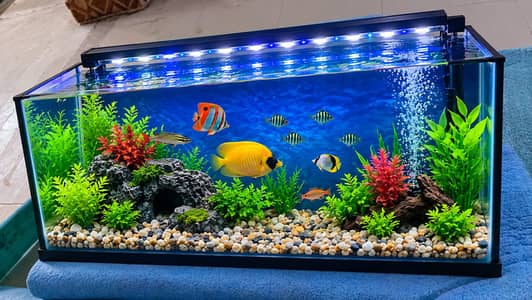 Aquarium fish tank