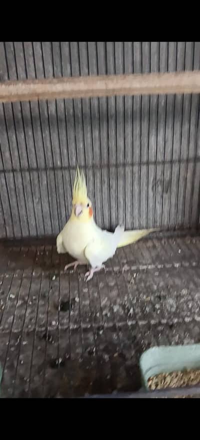 common white breedr female