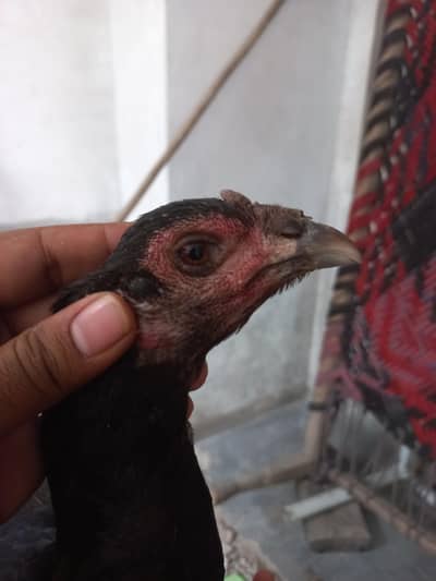 thi burmi madi for sale