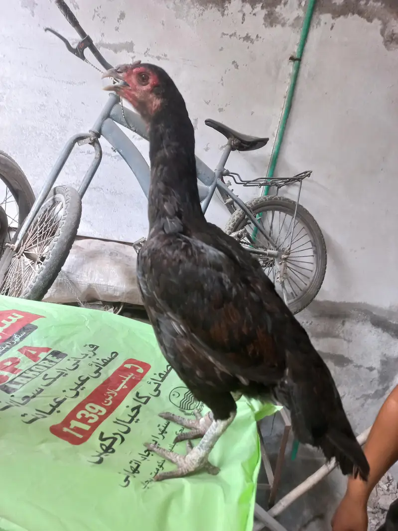 thi burmi madi for sale — photo 3