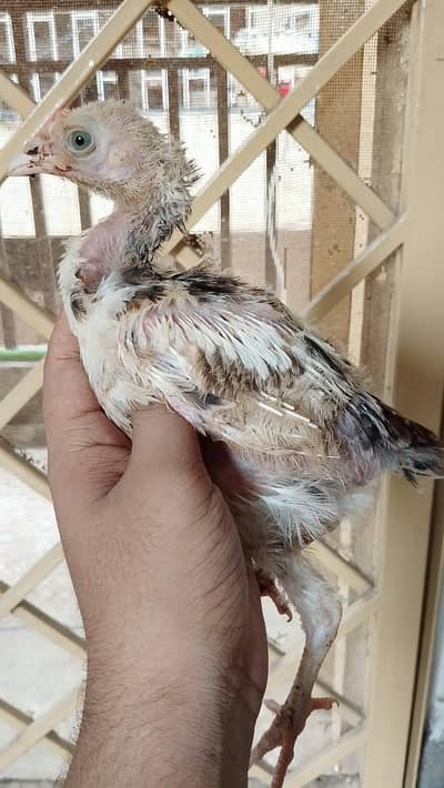 aseel chick is available all healthy