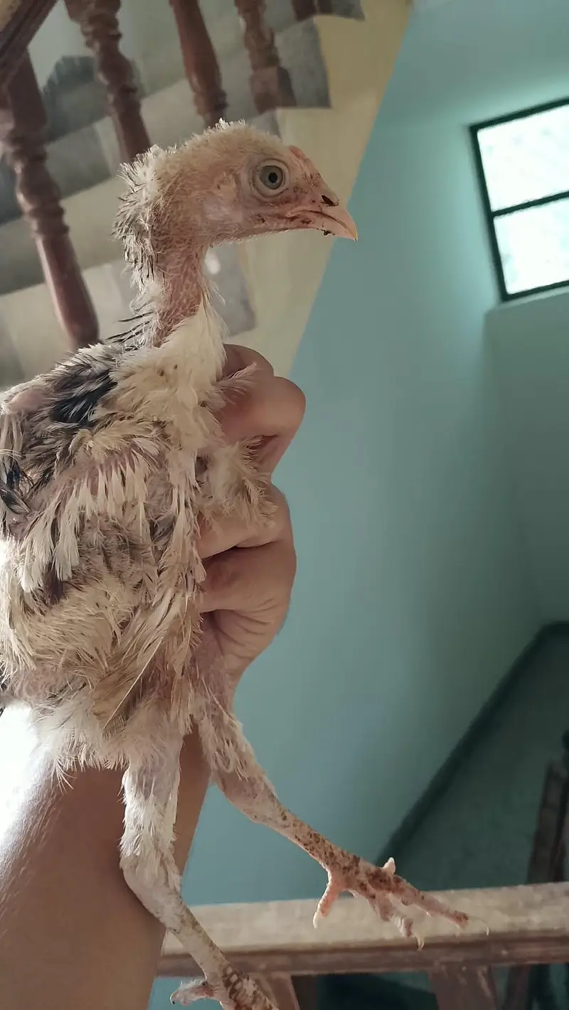 aseel chick is available all healthy — photo 2