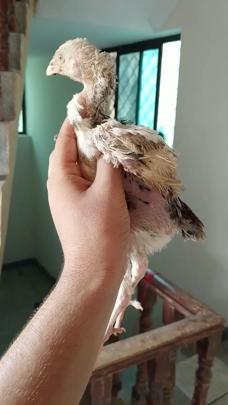 aseel chick is available all healthy — photo 3