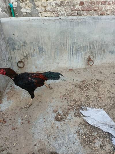 Aseel Mianwali 1 male/3 females