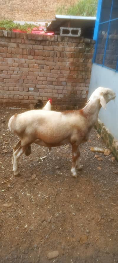 Healthy brown Turkey dumba for sale. . .