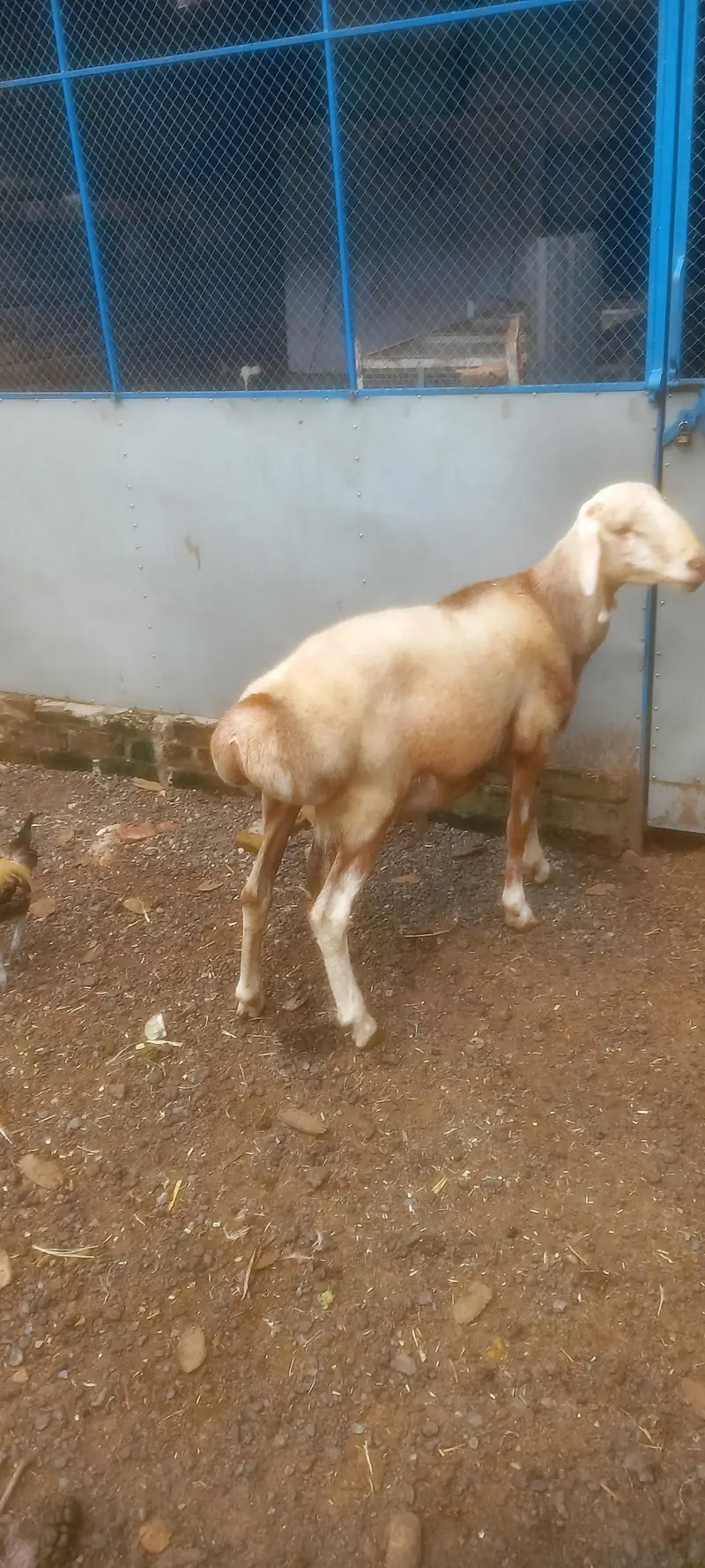 Healthy brown Turkey dumba for sale. . . — photo 3