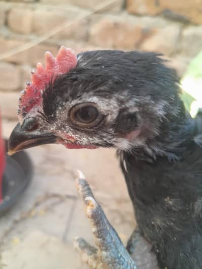 Australorp Chicks
