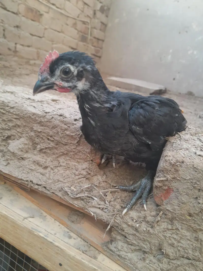 Australorp Chicks — photo 2