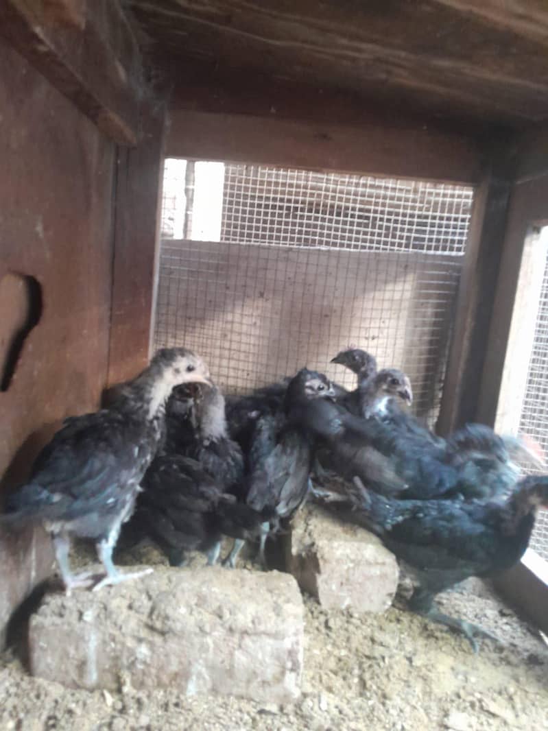 Australorp Chicks 2