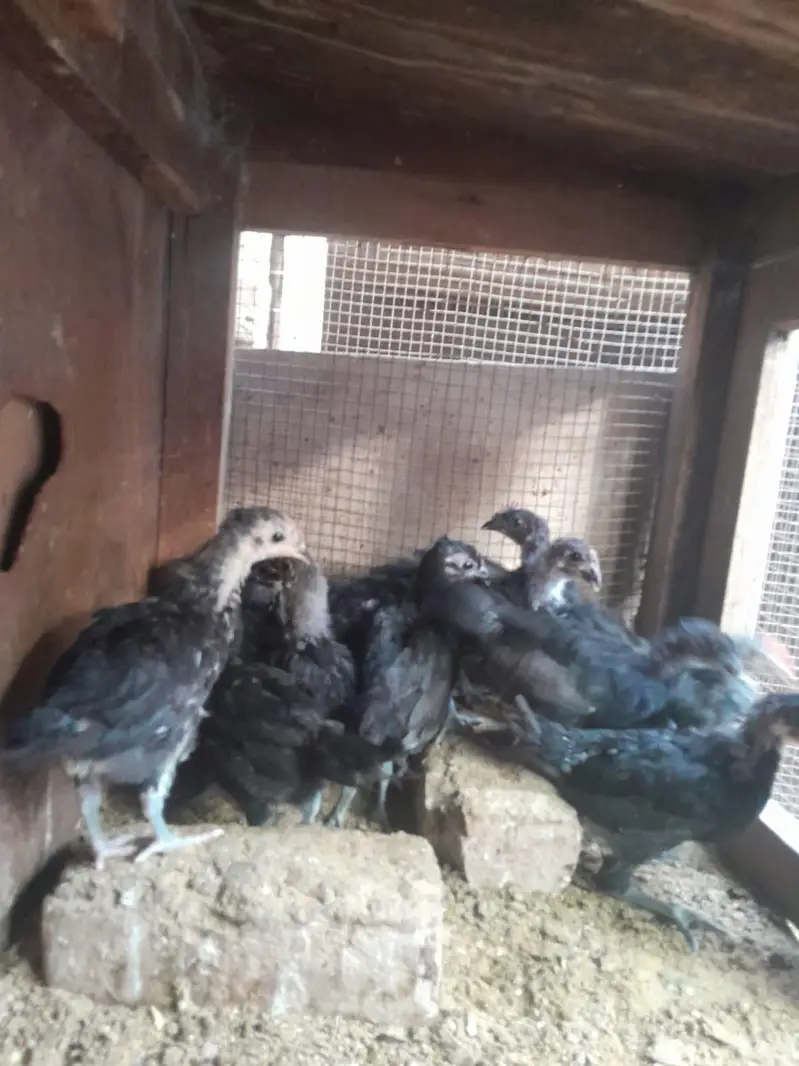 Australorp Chicks — photo 3