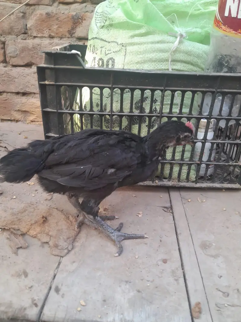 Australorp Chicks — photo 4
