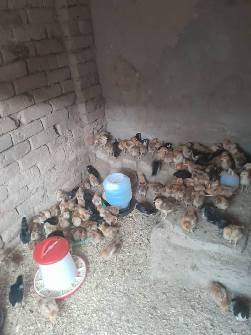 Australorp Chicks 4