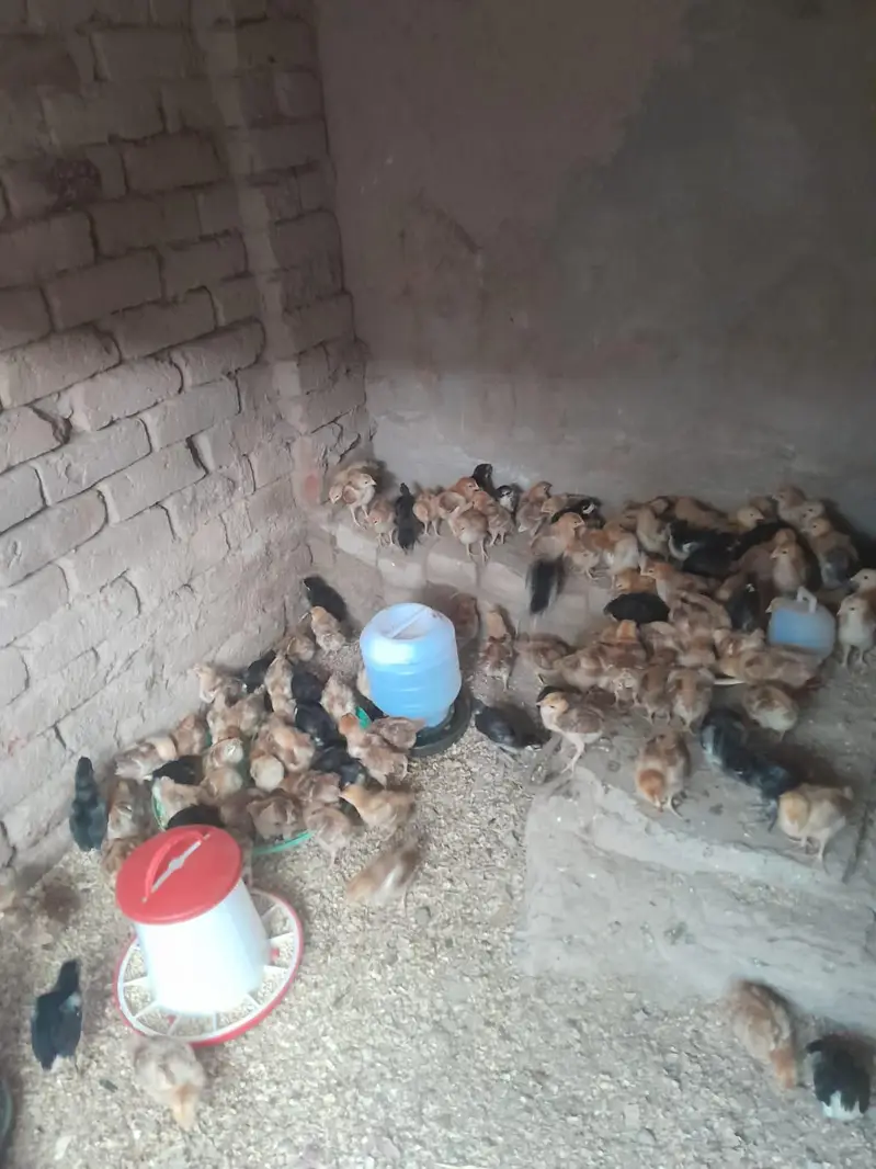 Australorp Chicks — photo 5