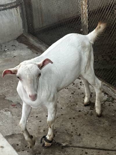 Gulabi tedda