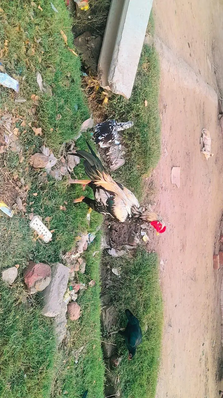 shera — photo 3