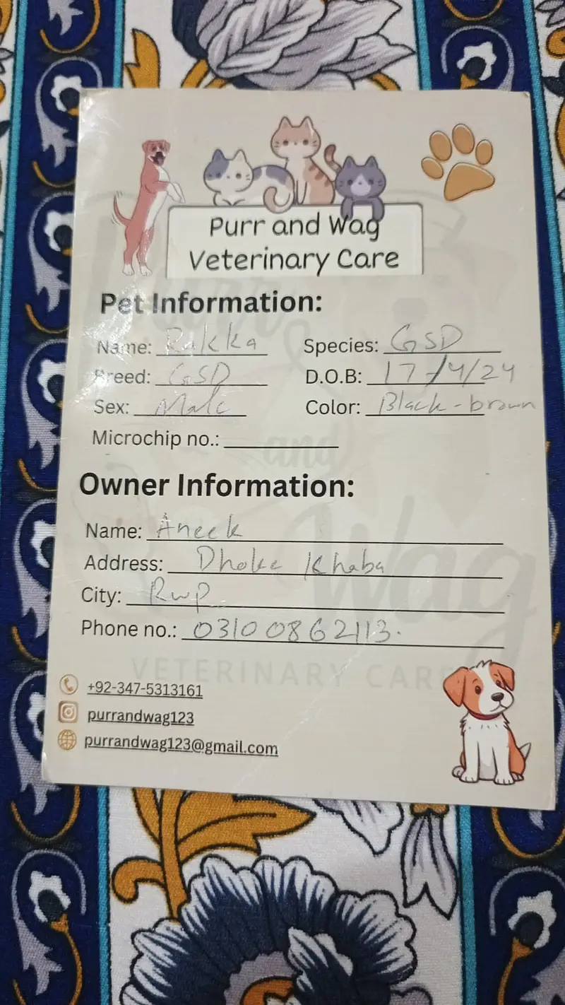 top quality Imported German shepherd Male for sale — photo 6