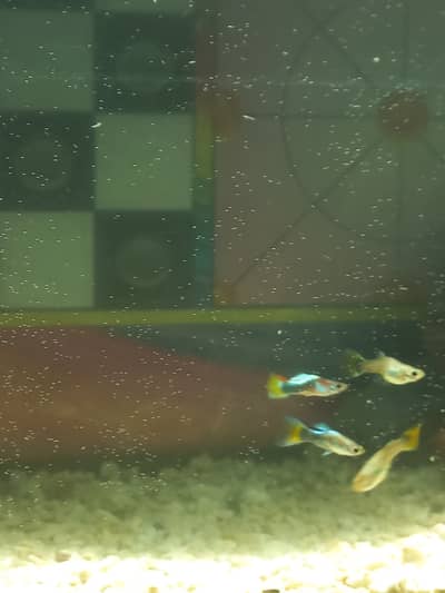 32 Guppies with aquarium 1.5 feet