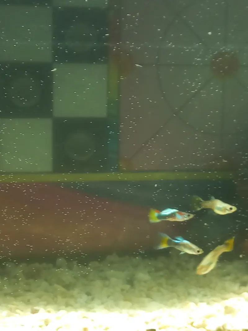 32 Guppies with aquarium 1.5 feet