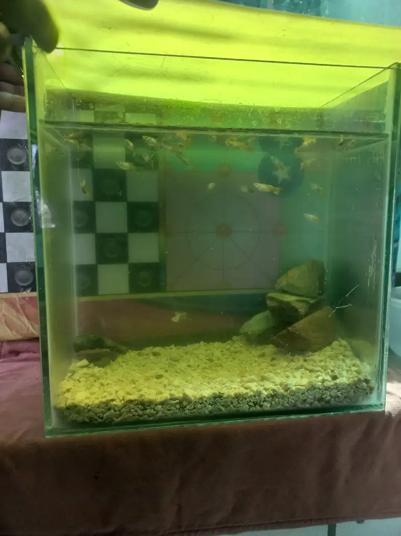 32 Guppies with aquarium 1.5 feet — photo 2
