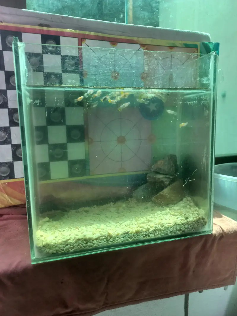 32 Guppies with aquarium 1.5 feet — photo 3