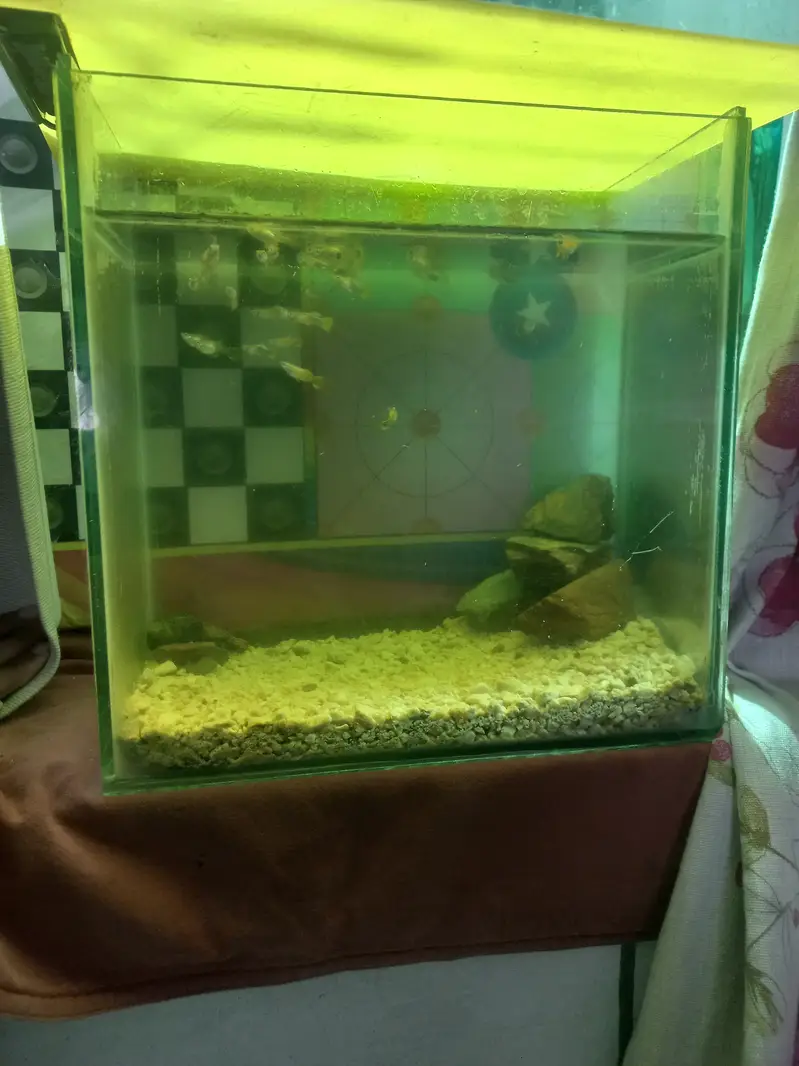 32 Guppies with aquarium 1.5 feet — photo 4