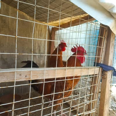 Sindhi Desi Chicken Pair – 1 Rooster & 1 Hen – 7 Months Old