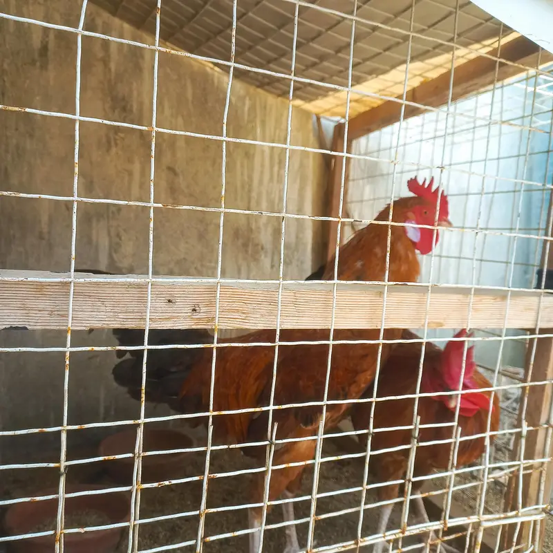 Sindhi Desi Chicken Pair – 1 Rooster & 1 Hen – 7 Months Old — photo 2