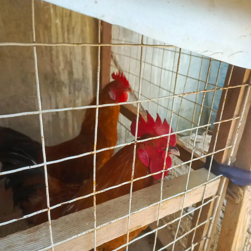 Sindhi Desi Chicken Pair – 1 Rooster & 1 Hen – 7 Months Old — photo 3