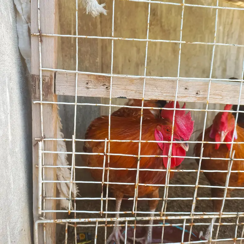 Sindhi Desi Chicken Pair – 1 Rooster & 1 Hen – 7 Months Old — photo 4