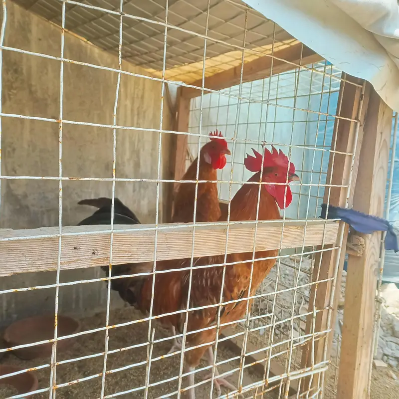 Sindhi Desi Chicken Pair – 1 Rooster & 1 Hen – 7 Months Old — photo 5