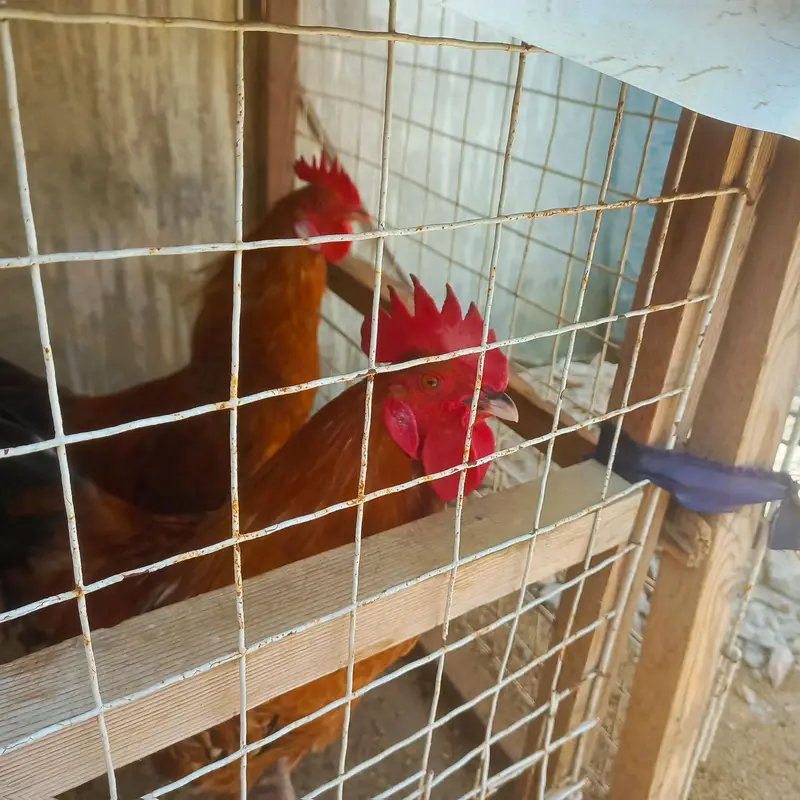 Sindhi Desi Chicken Pair – 1 Rooster & 1 Hen – 7 Months Old — photo 6