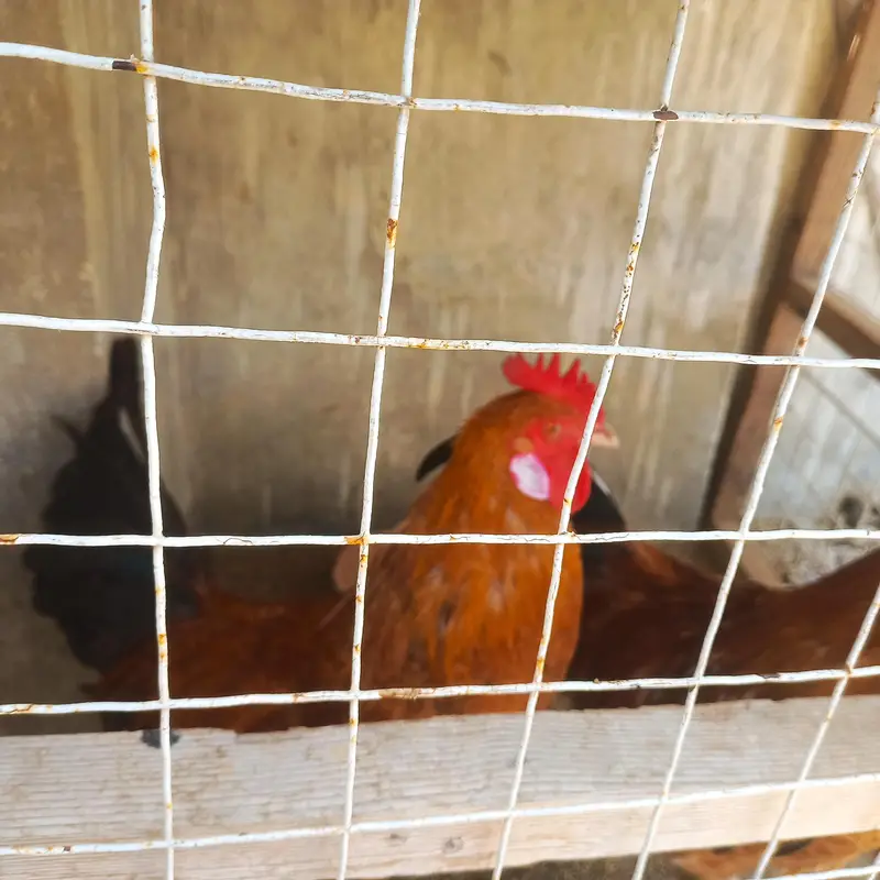 Sindhi Desi Chicken Pair – 1 Rooster & 1 Hen – 7 Months Old — photo 7
