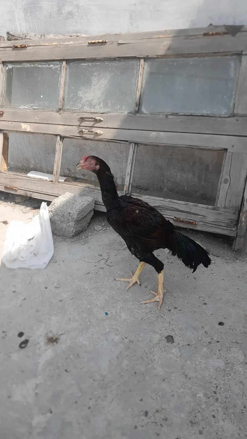 urgent for sale — photo 4