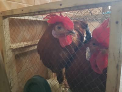 2 murghey healthy and active