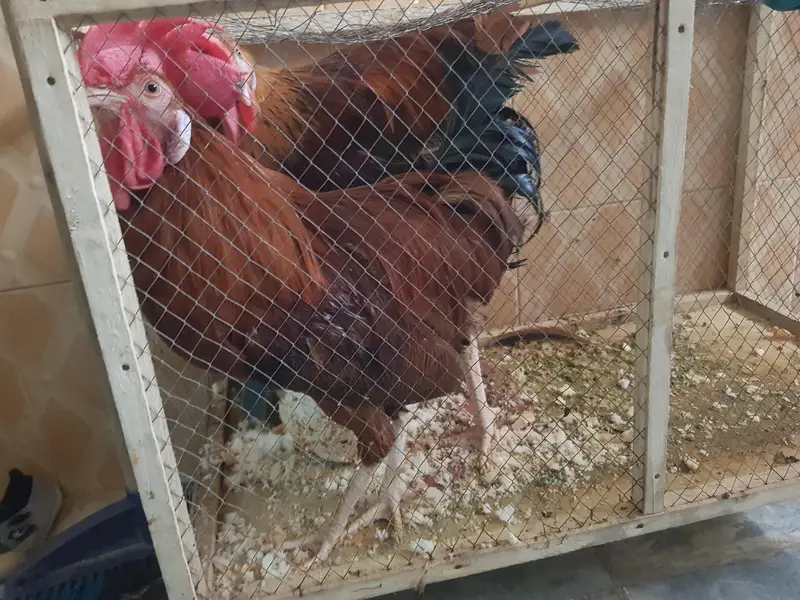 2 murghey healthy and active — photo 2